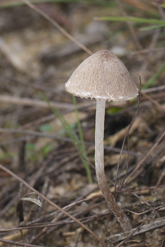 Psathyrella panaeoloides